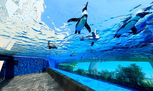 世界初の展示方法、都会の空を飛ぶように泳ぐ「天空のペンギン」