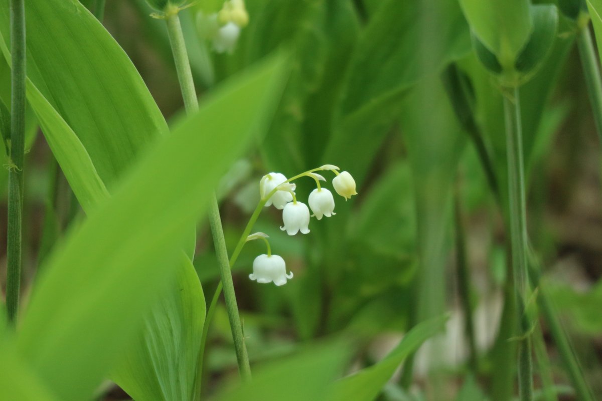 Memu Colony Of A Lily Of The Valley Biratori Cho 22 Ce Qu Il Faut Savoir Pour Votre Visite Tripadvisor