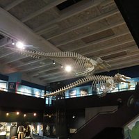 Whale Skeletons