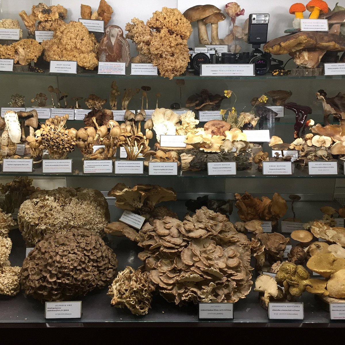 Музеи загреба. Mushroom Museum. Археологический музей (Загреб).