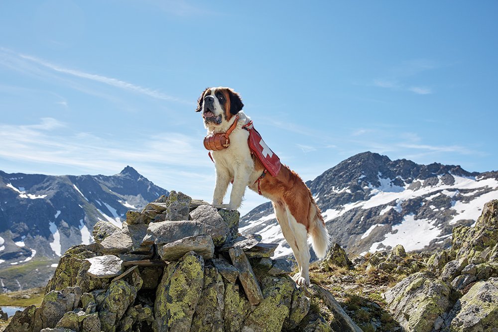 Barryland - Musée Et Chiens Du St-bernard - All You Need to Know BEFORE ...