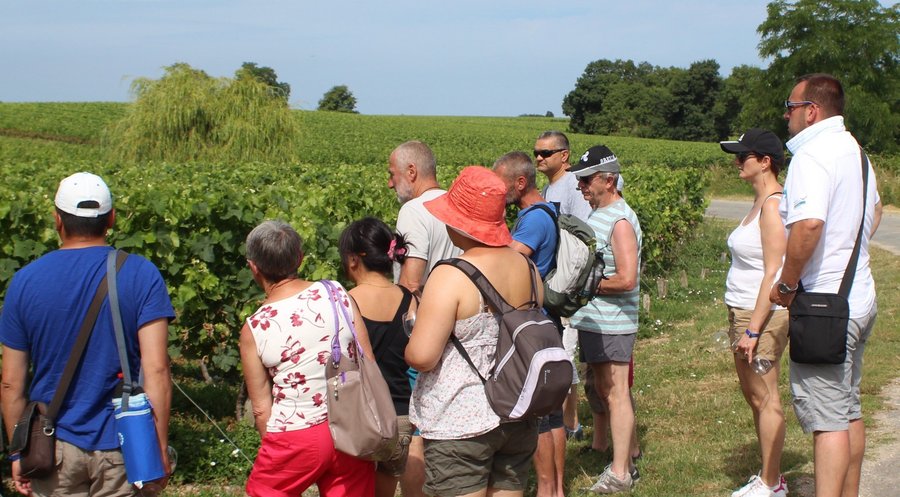 Randonnée commentée dans le vignoble au Château Tour Castillon, Juillet et Août