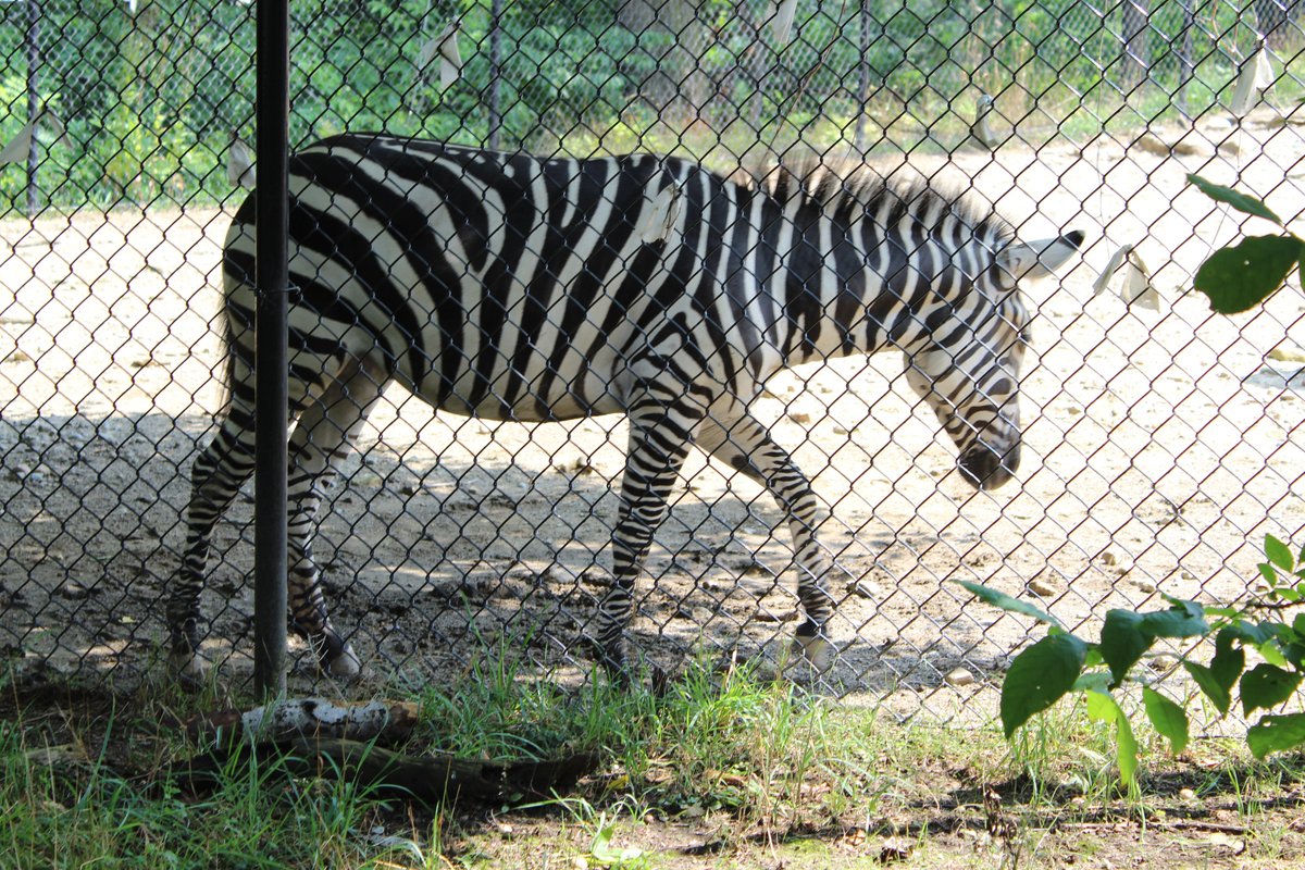 Erie Zoo 2025 All You Need to Know BEFORE You Go (with Photos)