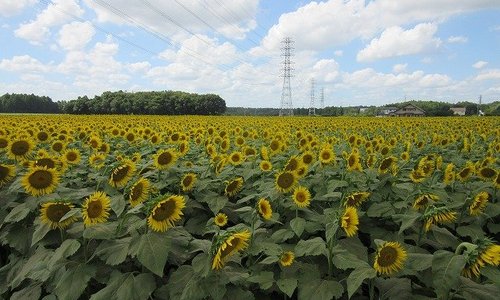 年日本那珂市的旅游景点 旅游指南 行程 Tripadvisor