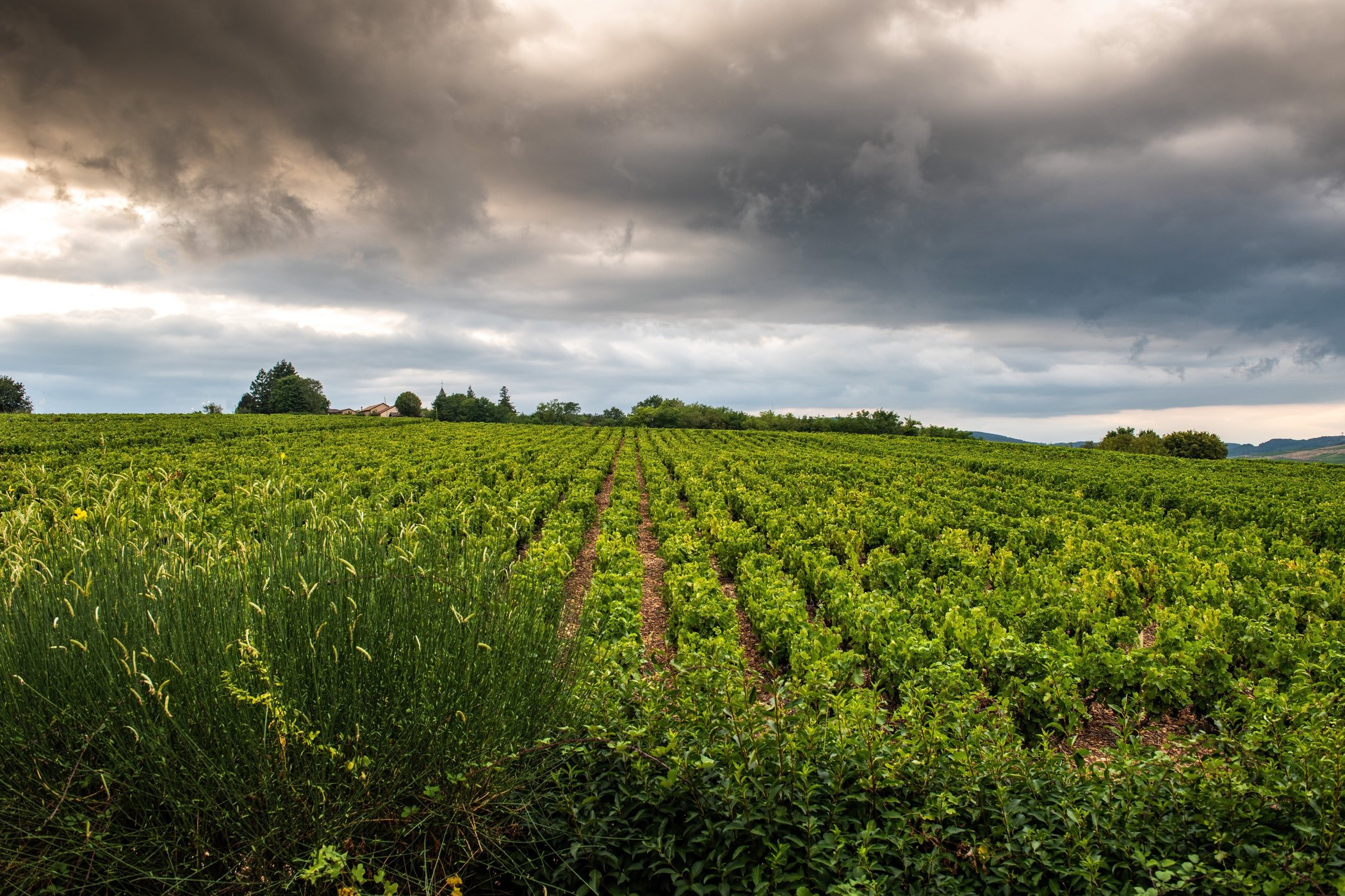 Le Paradis de Marie by null
