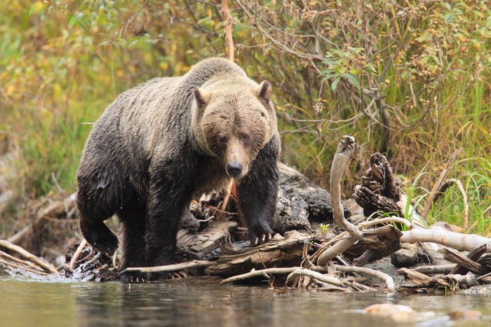 The Good, the Bad, and the Grizzly, What to Do if You Encounter a Bear, Nature