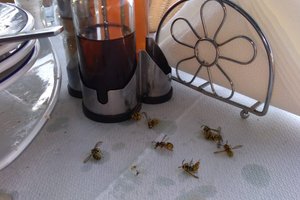 Φαγητό