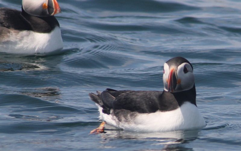 Getting 'Puffed' up about Puffins – Cruise Traveller