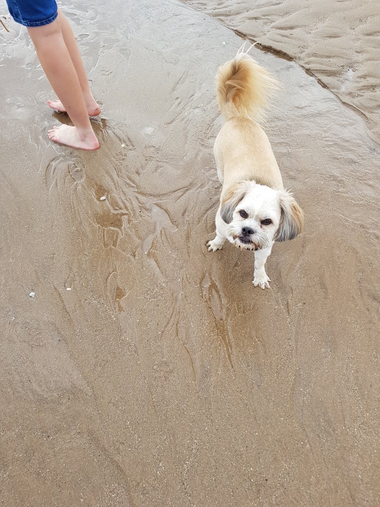 are dogs allowed on anderby creek beach