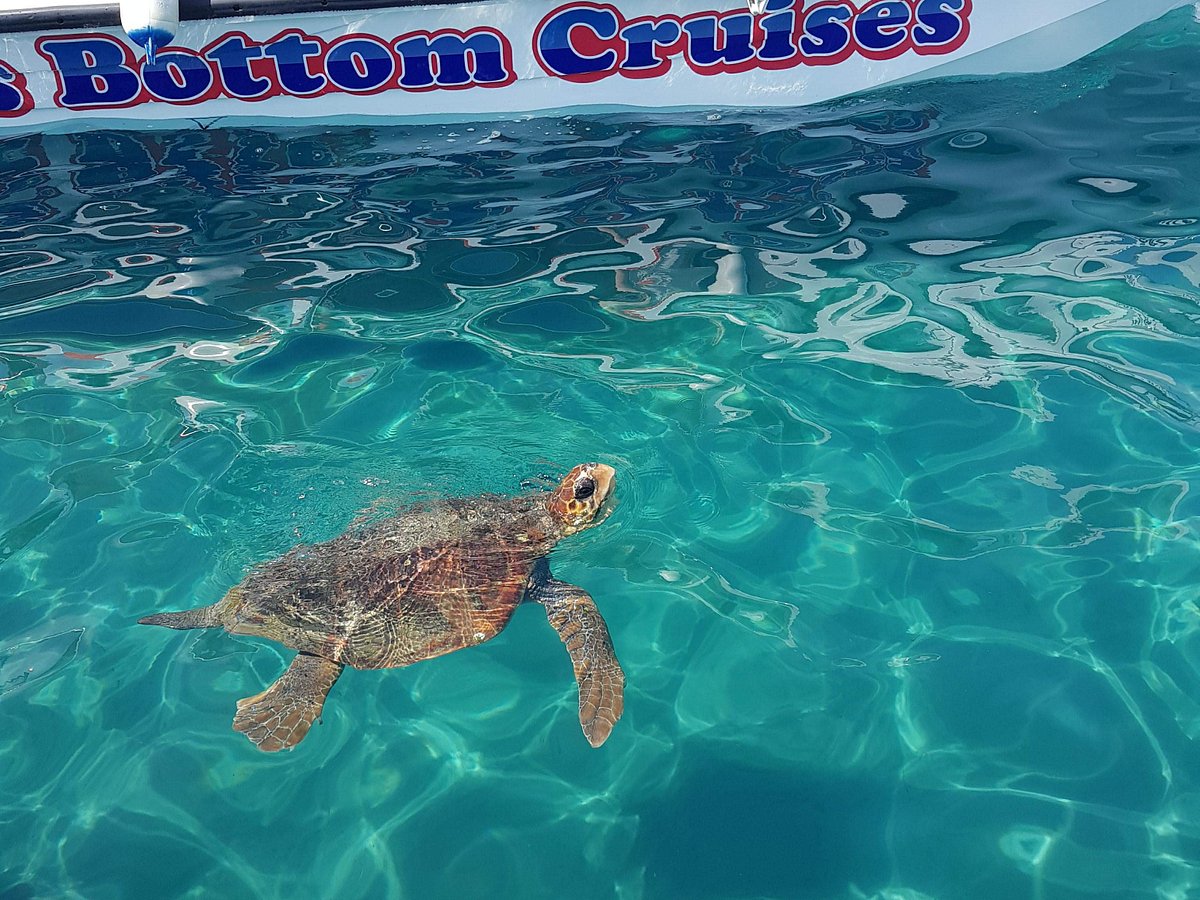 laganas turtle boat trip