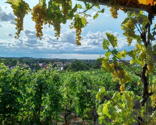 THE 10 BEST Germany Wineries & Vineyards (with Photos)