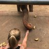 Lindsey W