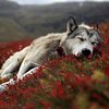 Okami C