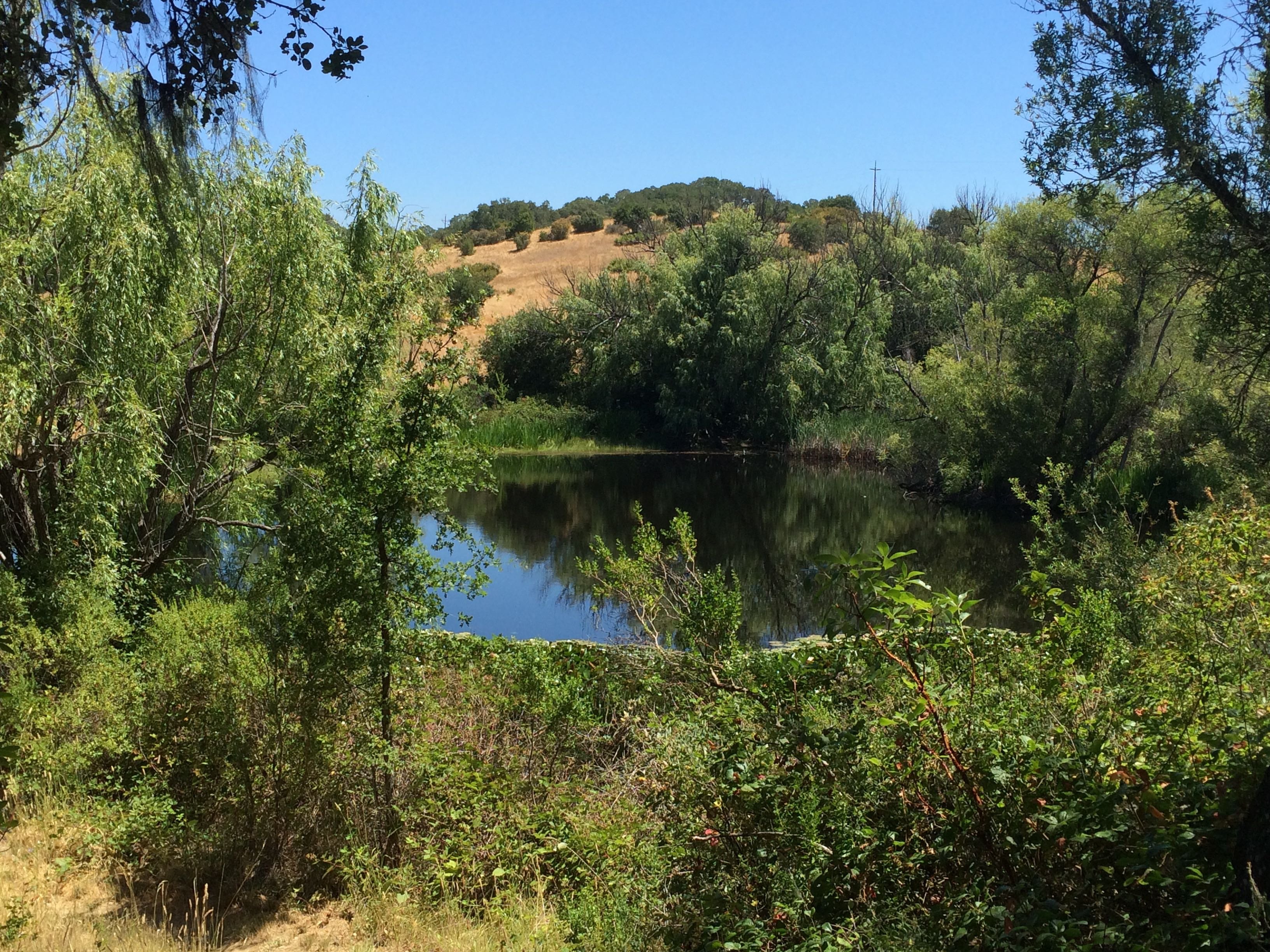 Healdsburg Ridge Open Space Preserve - Lohnt Es Sich? (Mit Fotos)