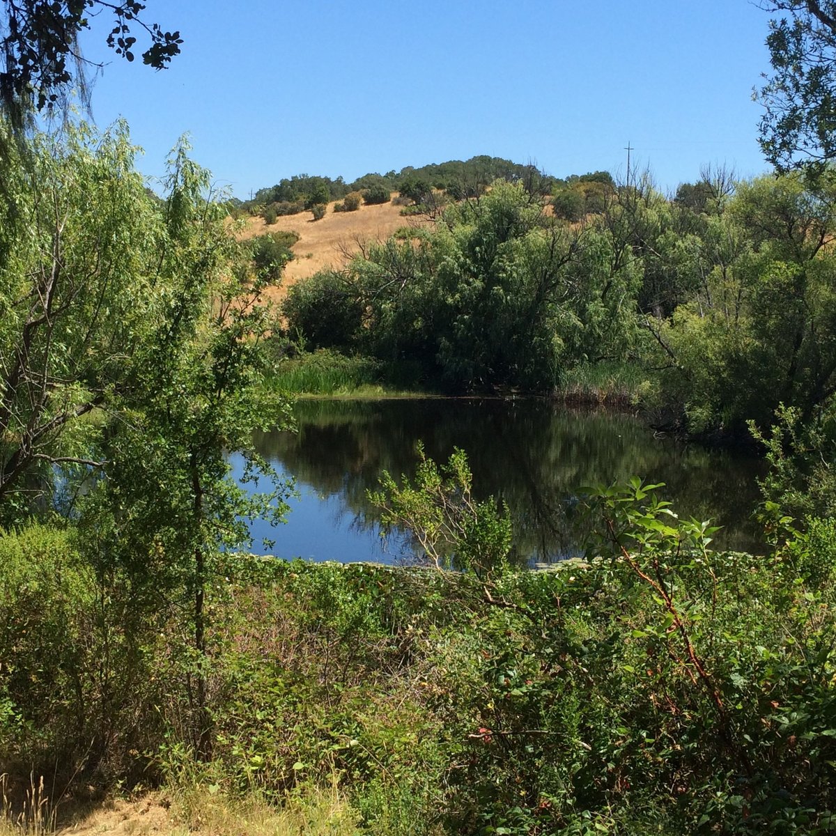 HEALDSBURG RIDGE OPEN SPACE PRESERVE (2024) All You Need to Know BEFORE ...