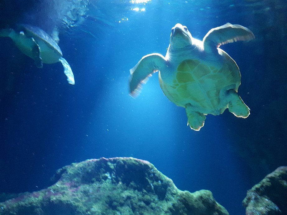 AQUARIUM LA ROCHELLE - All You Need to Know BEFORE You Go