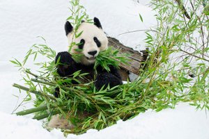 8. Tiergarten Schoenbrunn - Zoo Vienna