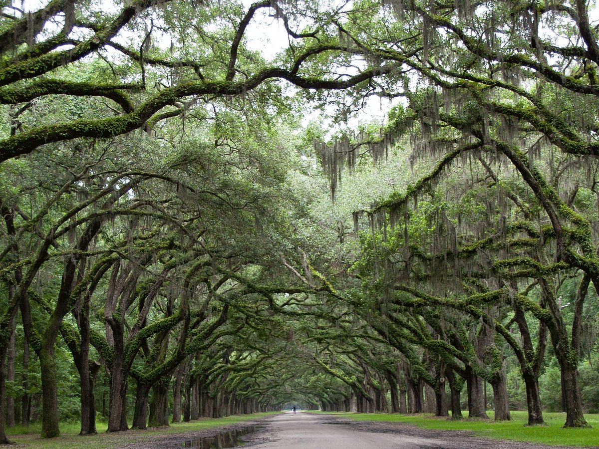 Gray Line Savannah - All You Need to Know BEFORE You Go