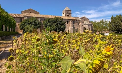 The Sunflower Garden