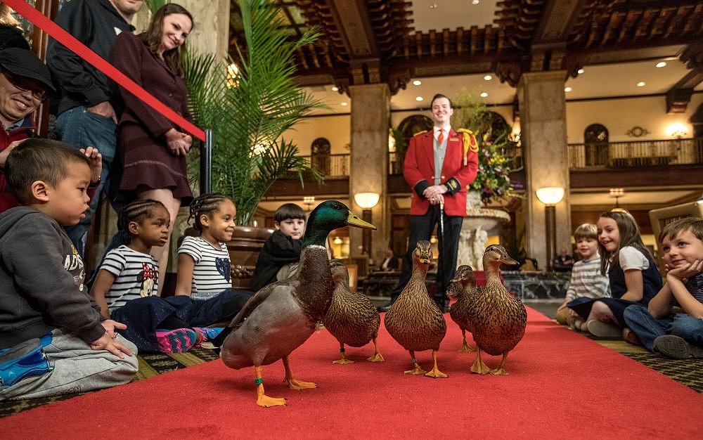 The Peabody Ducks (Memphis) - All You Need to Know BEFORE You Go