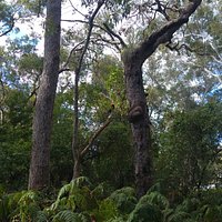 The many rainbow lorikeets in the trees.