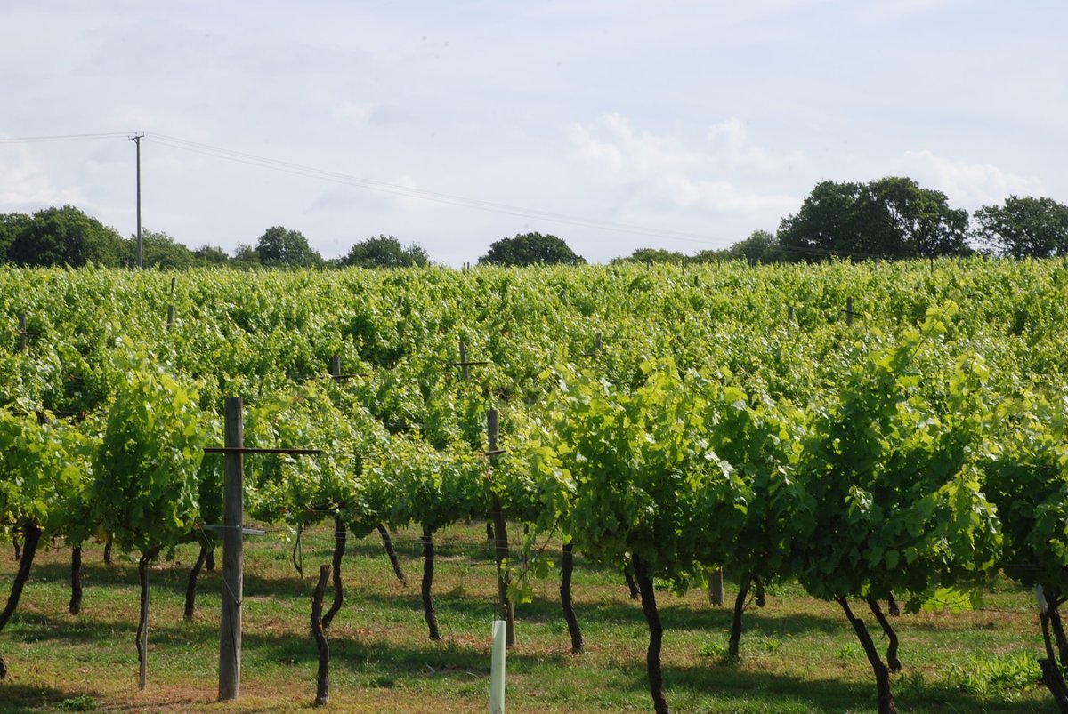 BIDDENDEN VINEYARDS KENT INGLATERRA