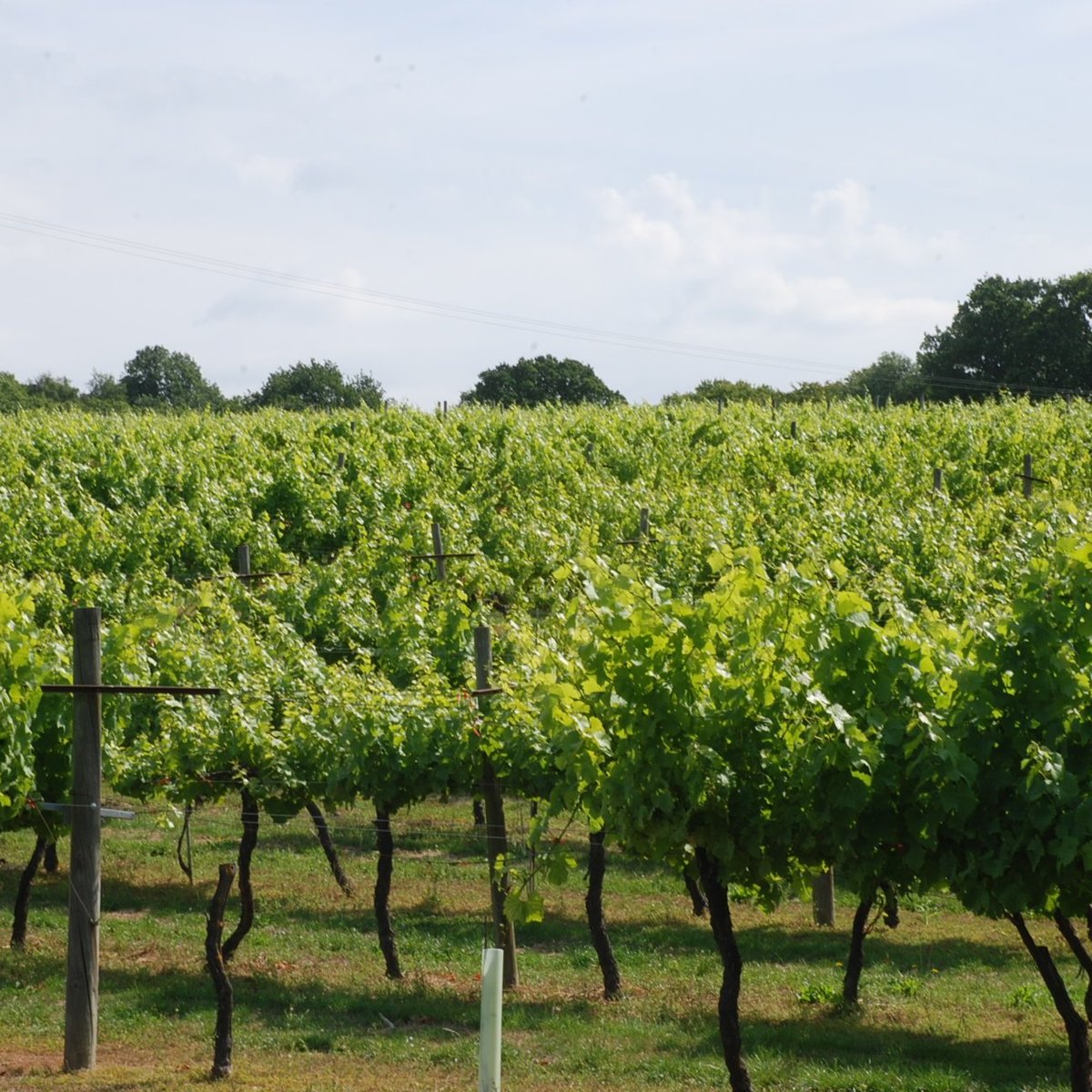 BIDDENDEN VINEYARDS - All You Need to Know BEFORE You Go