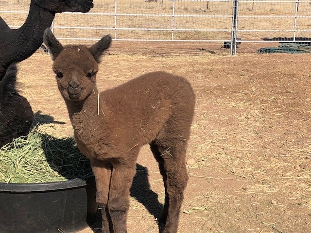 Plum Creek Alpacas All You Need to Know BEFORE You Go 2024