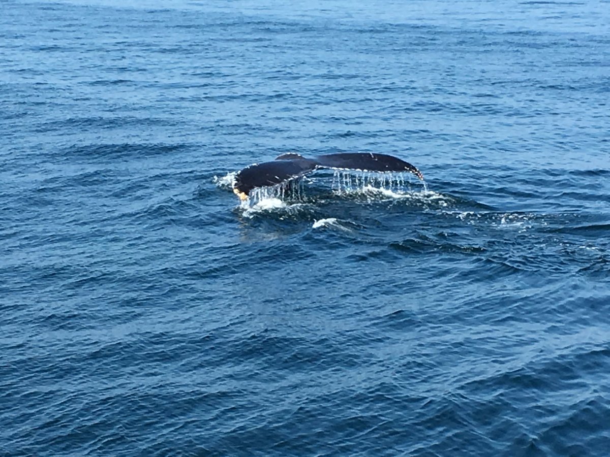 Capt Bill & Sons Whale Watch (Gloucester) - All You Need to Know BEFORE ...