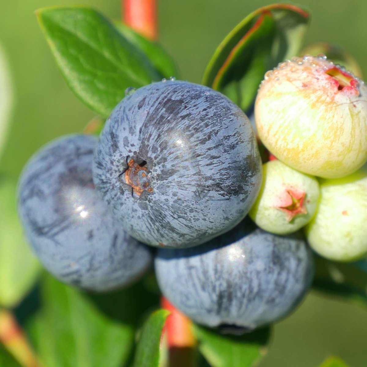 FLORIDA BEST BLUEBERRY FARM (2025) All You Need to Know BEFORE You Go ...