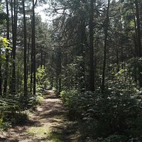 Ścieżka Przyrodnicza Żyzne Lasy z Orlicą