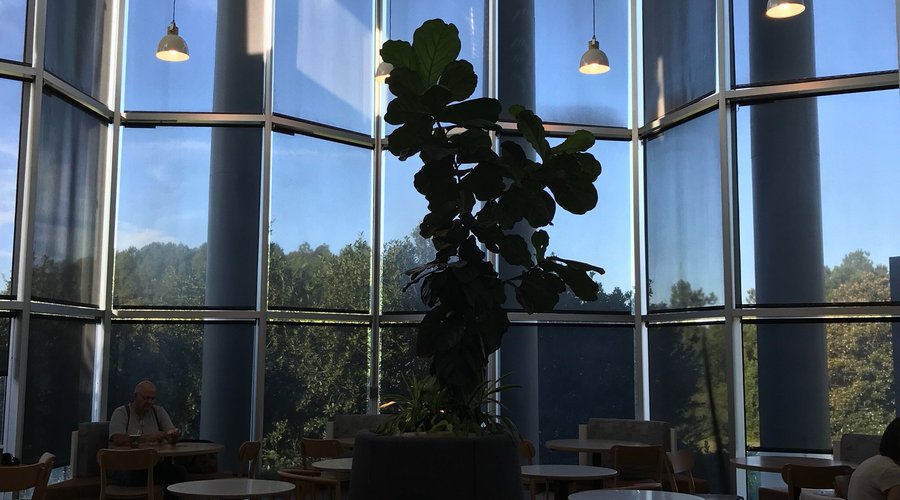 Panera Bread
