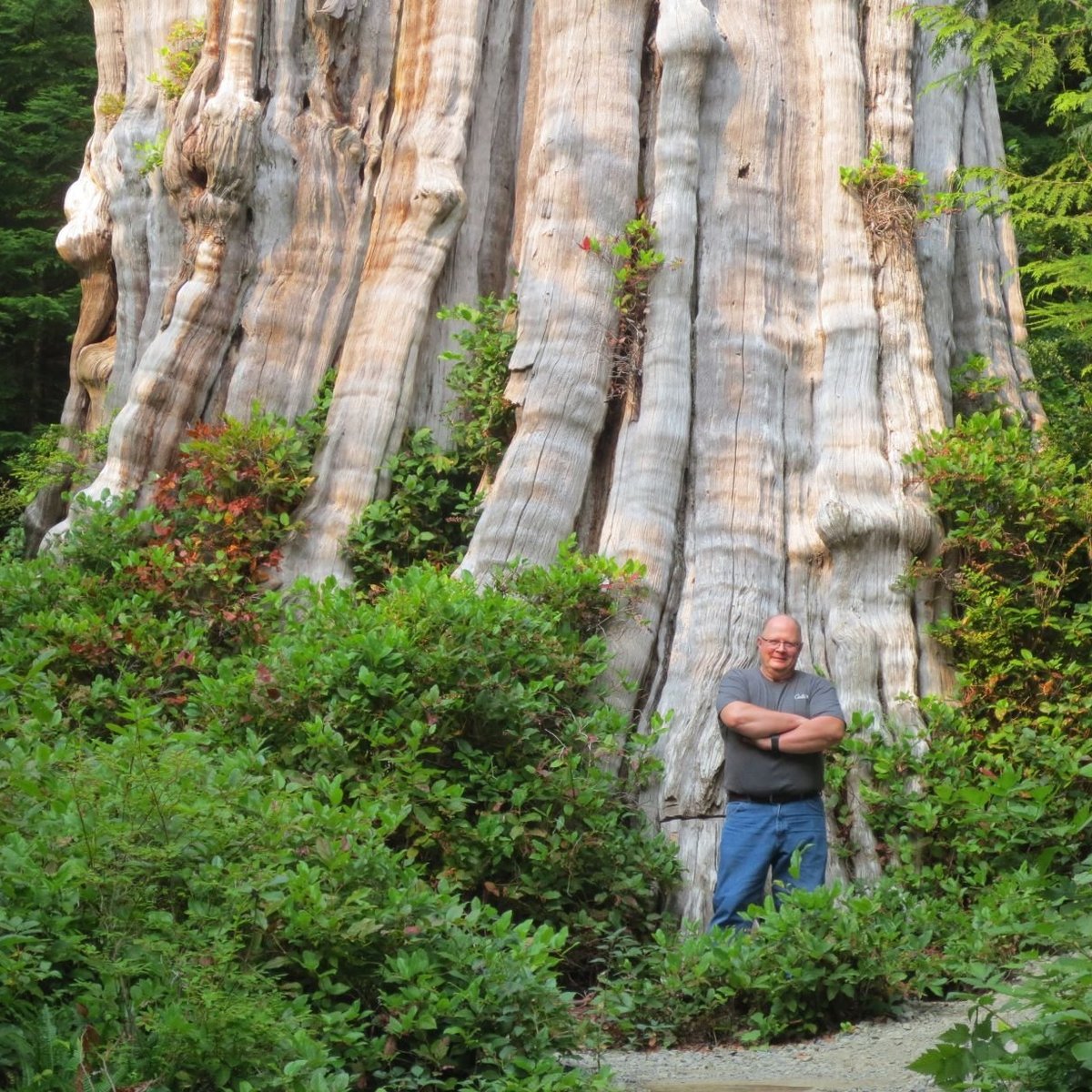 The Duncan Cedar (Olympic National Park) - All You Need to Know BEFORE You Go