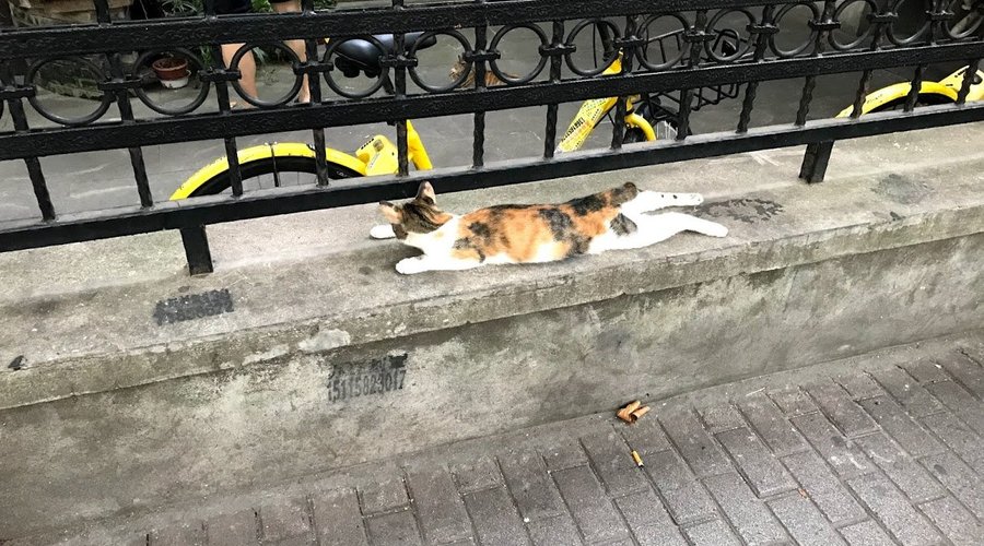 リラックス猫