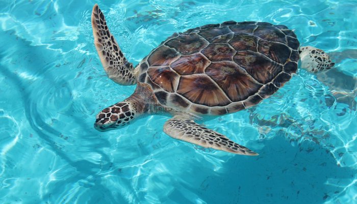 Tortugranja