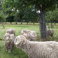 Chèvres Angora