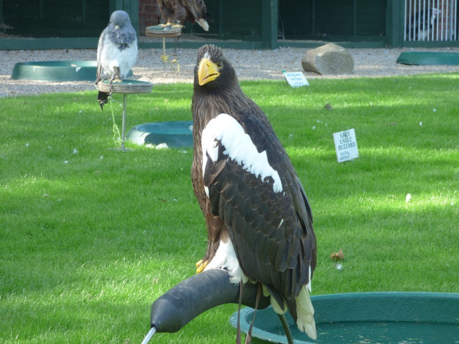 Bird of Prey Centre 