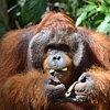 Things To Do in Orangutantour, Restaurants in Orangutantour