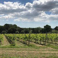 Our vineyard faces the South Downs with a beautiful view