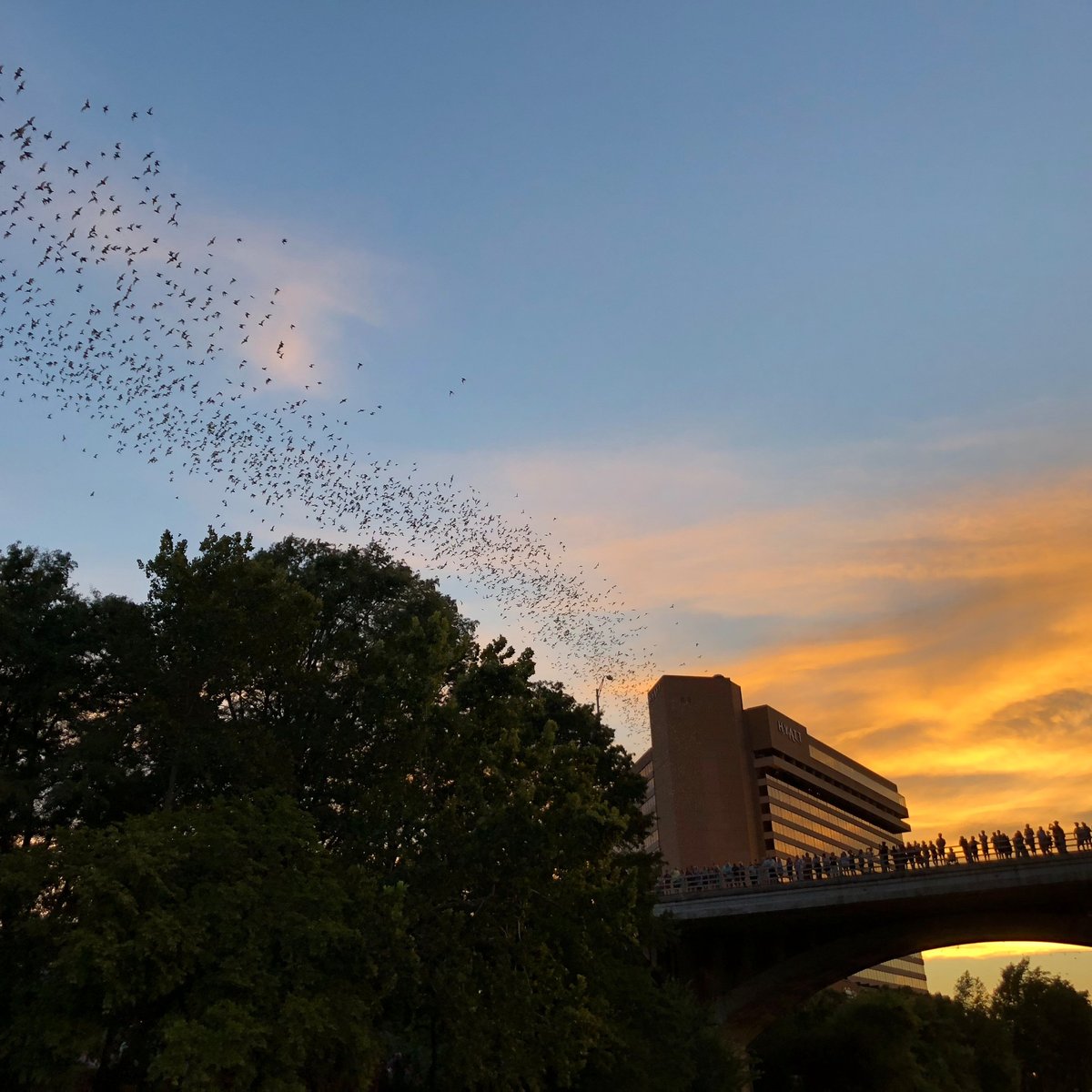 Minneapolis, St. Paul gain a flock of swan boat rentals