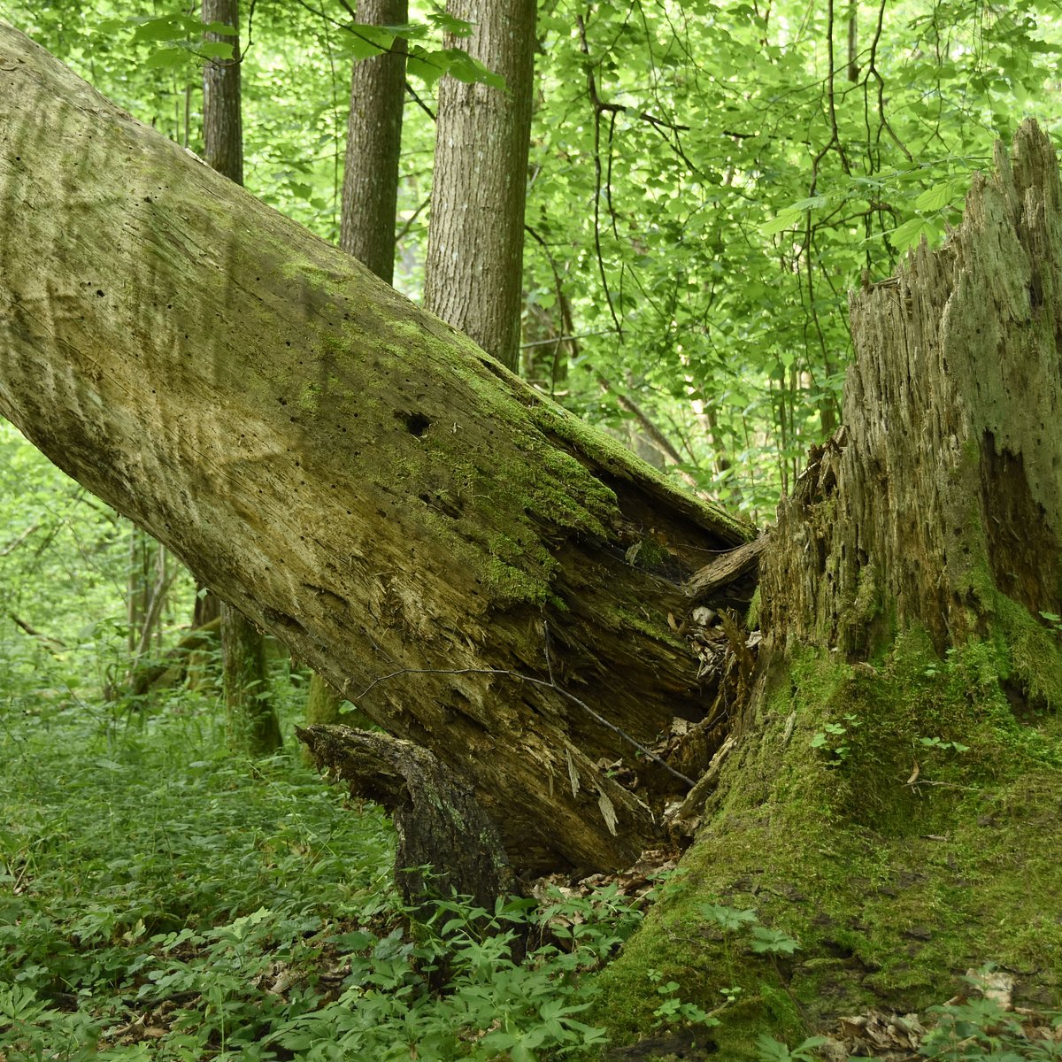 Wild forest вкус