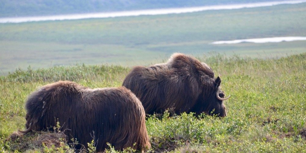 Deadhorse, AK 2024 Best Places to Visit Tripadvisor