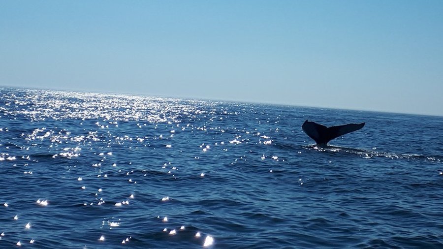 Local Whale Watching Tours on Briar Island