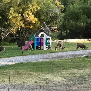 THE BEST Big Pine Pet Friendly Campgrounds of 2023 (with Prices) -  Tripadvisor