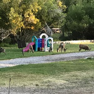 THE BEST Big Pine Pet Friendly Campgrounds of 2023 (with Prices) - Tripadvisor THE BEST Big Pine Pet Friendly Campgrounds of 2023 (with Prices) - Tripadvisor