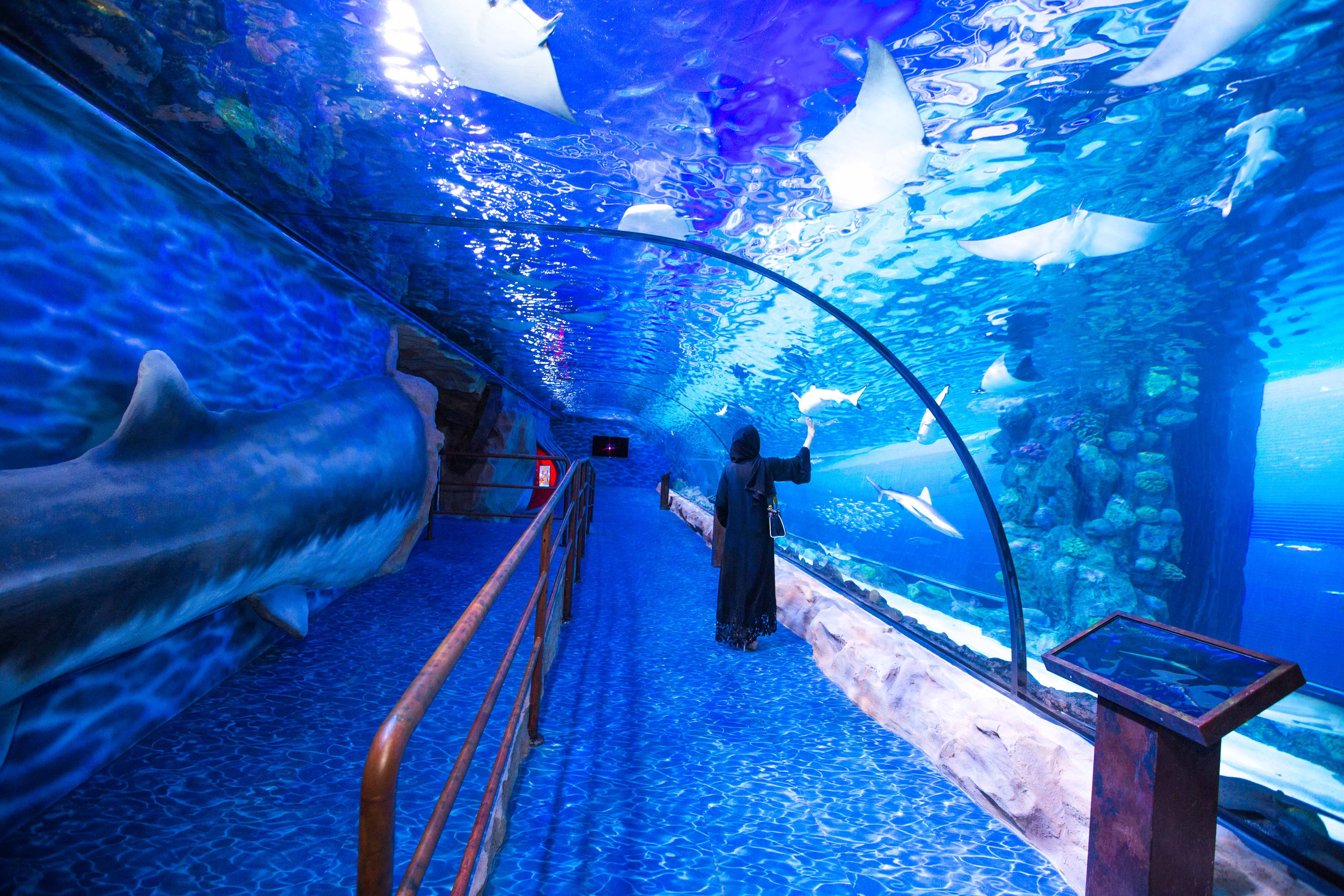 Aquarium shop in discount deira