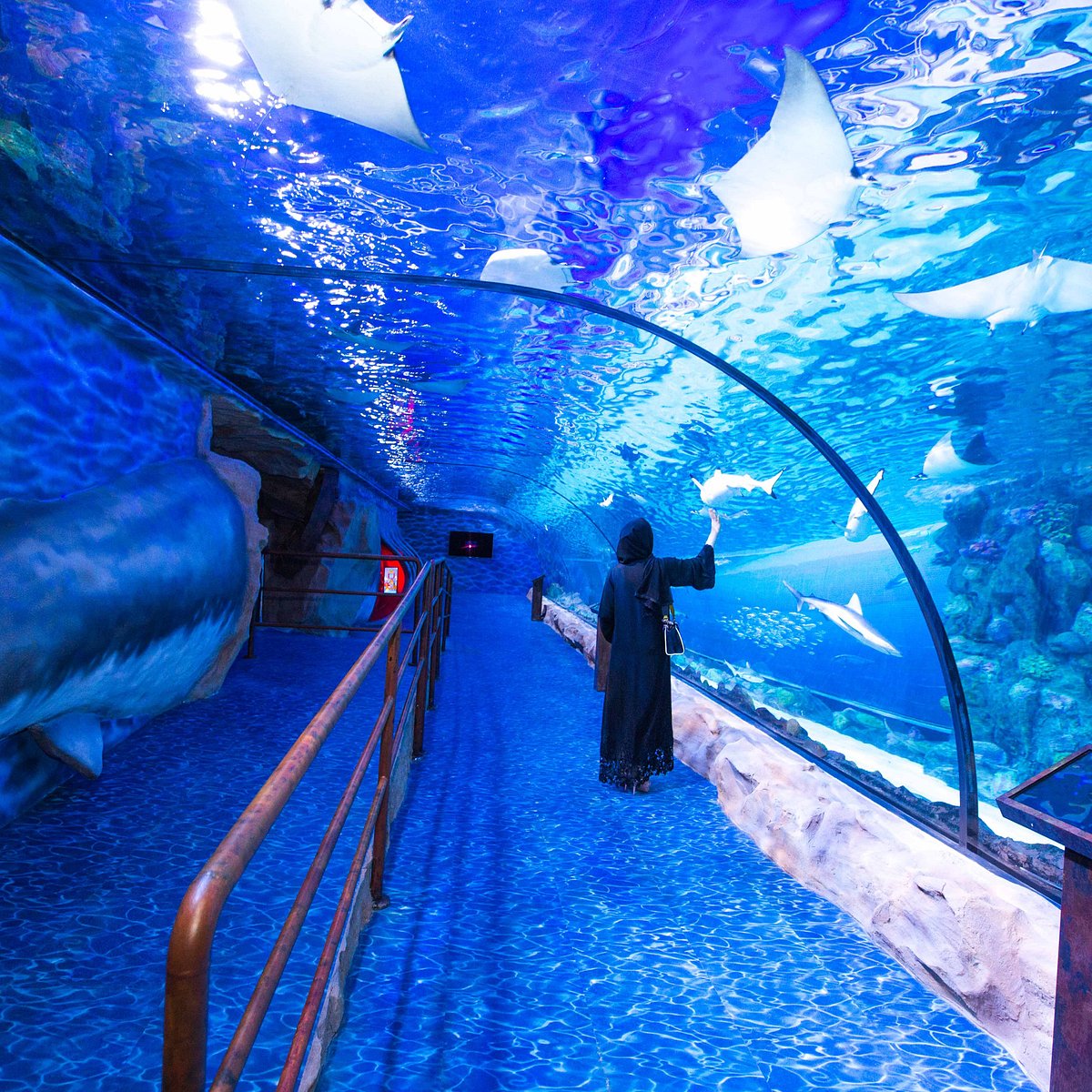 caravan Elektropositief vers Dubai Aquarium & Underwater Zoo - All You Need to Know BEFORE You Go