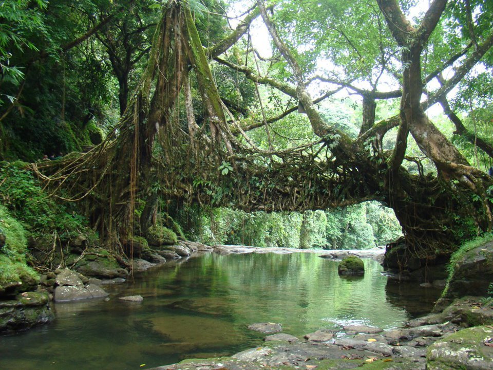 jingmaham-living-root-bridge-mawlynnong-2022-alles-wat-u-moet-weten