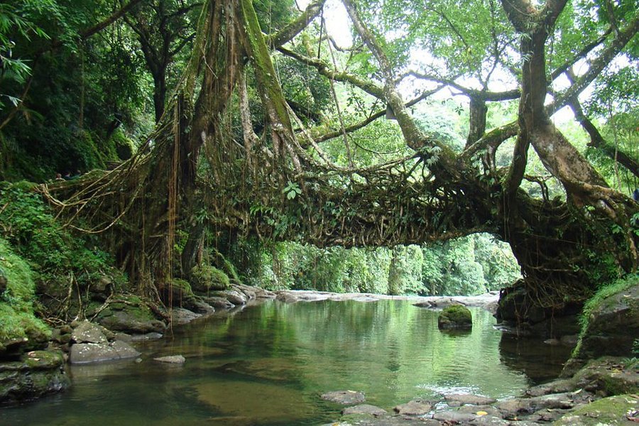 Jingmaham Living Root Bridge image