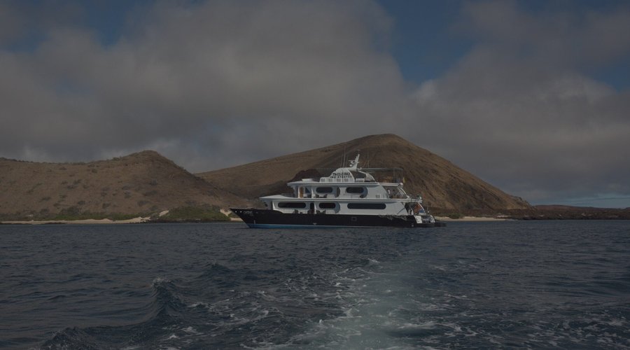 Petrel vor der Küste Santiago Islands